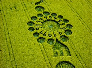 Graancirkel in koolzaadveld, Milk Hill, Alton Priors, Vale of Pewsey, Wiltshire