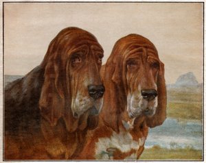 Honden van Sint Hubertus of Bloedhond door . .