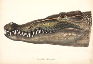Estuariene of zoutwaterkrokodil, Azië door John Pardon