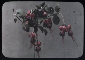 Fuchsia door Frederick (attr. to) Barnard