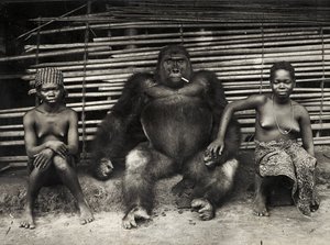 Gorilla (gelatinezilverdruk) door Hippolyte Lalaise Devéria