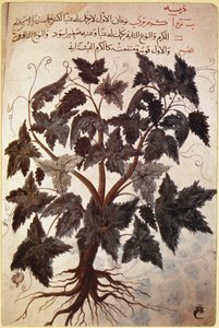 Kruiden Vitis door Ferdinand Georg Waldmuller