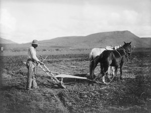 Indiaan die zijn land ploegt, Sacaton Indianenreservaat, Arizona, c.1909 door . .