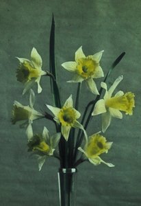 Narcissen (Daffodil - Golden Spur) door Frederick (attr. to) Barnard