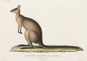 Kangoeroe, Nieuw-Zuid-Wales, Australië
