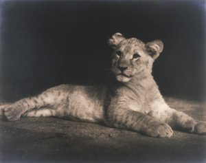Leeuwenwelp