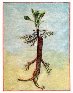 Mandragora door . .
