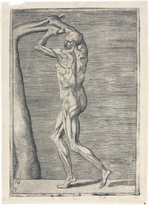 Spieren Anatomische studie van mannelijke musculatuur; man die een tak breekt, ca. 1555 door Frederick (attr. to) Barnard
