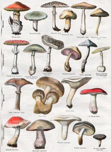Paddenstoelen