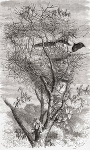 Nest van de Ekster (Pica pica) door . .