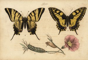 Oude Wereld koninginnenpage, Papillo machaon 1,2,3 en zeldzame koninginnenpage, Iphiclides podalirius 4