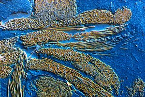 PMC koolstofvezel in epoxy-matrix door Frederick (attr. to) Barnard