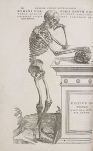 Skeletten Een menselijk gearticuleerd skelet gezien vanaf de zijkant