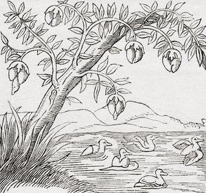 De Vogelboom door . .