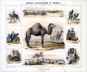 De kameel, c 1845