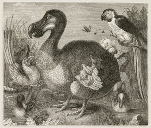 De Dodo