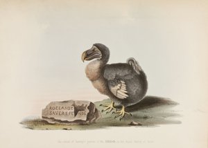 De Dodo door John Pardon