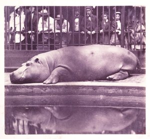Het nijlpaard in de dierentuin, Regents Park, Londen