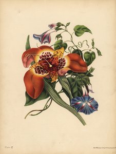 De Mexicaanse Tijgerbloem, Tigridia pavonia, Verandering; De blauwe grote Winde, Nacht door John Pardon