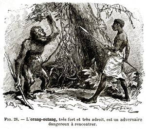 De orang-oetan, zeer sterk en zeer behendig, is een gevaarlijke tegenstander om te ontmoeten door . .