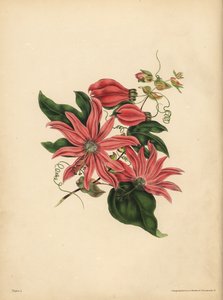 De trosvormige Passiebloem, Passiflora racemosa, Religieuze bijgeloof door John Pardon