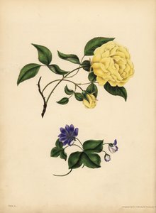 De zoetgeurende Chinese Roos, Rosa chinensis, Ontrouw; De blauwe Hepatica, Hepatica nobilis, Vertrouwen door John Pardon