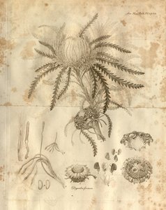 Plate 3 uit Volume 10 van Transactions of the Linnean Society of London, gepubliceerd in 1811. De afgebeelde plant is Dryandra formosa (nu Banksia formosa) door Various
