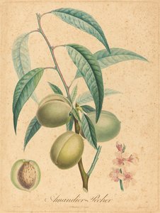 Amandelboom - Perzikboom
