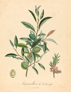 Amandelboom van Georgië