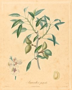 Amandelboom pistache