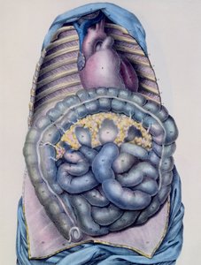 Anatomie van de dikke darm, uit Manuel d