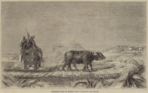 Koren Stampen in Egypte door after Jean Leon Gerome