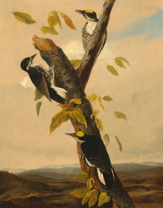 Driekleurige specht door after John James Audubon Joseph Bartholomew Kidd