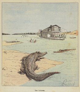 De Kaaimannen