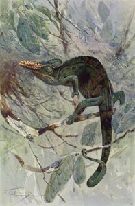 Afrikaanse kameleon