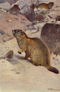 Alpenmarmot