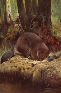 Bever