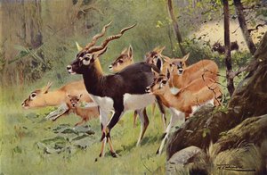 Zwartebok