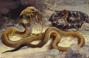 Cobra en pofadder door after Wilhelm Kuhnert
