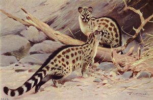 Dongola genet