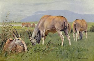 Eland door after Wilhelm Kuhnert