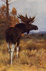 Eland
