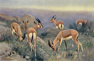 Gazelle
