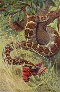 Indiase Python