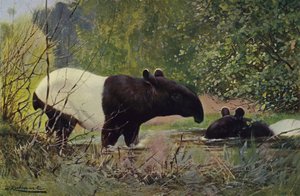 Indiase Tapir