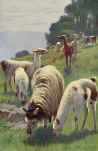 Lama