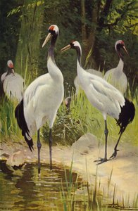 Mantsjoerijse Kraanvogel door after Wilhelm Kuhnert