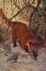 Rode Coati door after Wilhelm Kuhnert