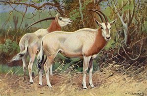 Sabelantilope