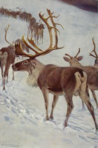 Scandinavische Rendier door after Wilhelm Kuhnert